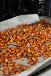 Homemade honey-roasted peanuts baking on a sheet in the oven.